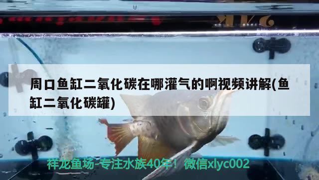 周口鱼缸二氧化碳在哪灌气的啊视频讲解(鱼缸二氧化碳罐)
