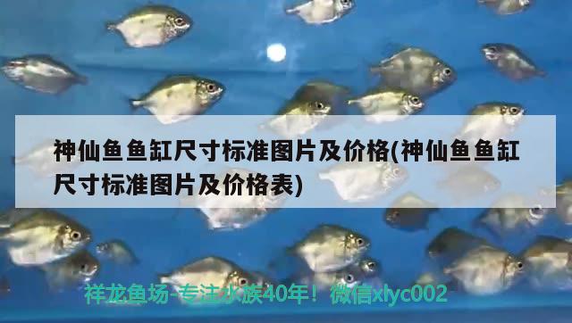神仙鱼鱼缸尺寸标准图片及价格(神仙鱼鱼缸尺寸标准图片及价格表) 冲氧泵