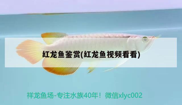 红龙鱼鉴赏(红龙鱼视频看看) 第27届cips长城杯宠物水族博览会cips2023