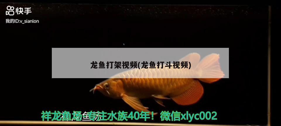 龙鱼打架视频(龙鱼打斗视频) 第27届cips长城杯宠物水族博览会cips2023