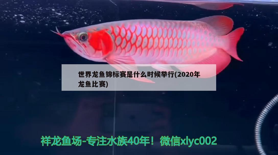 世界龙鱼锦标赛是什么时候举行(2020年龙鱼比赛) 第27届cips长城杯宠物水族博览会cips2023