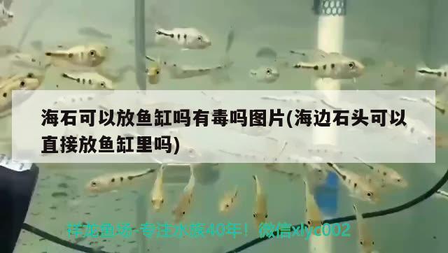 海石可以放鱼缸吗有毒吗图片(海边石头可以直接放鱼缸里吗) 白子黄化银龙鱼