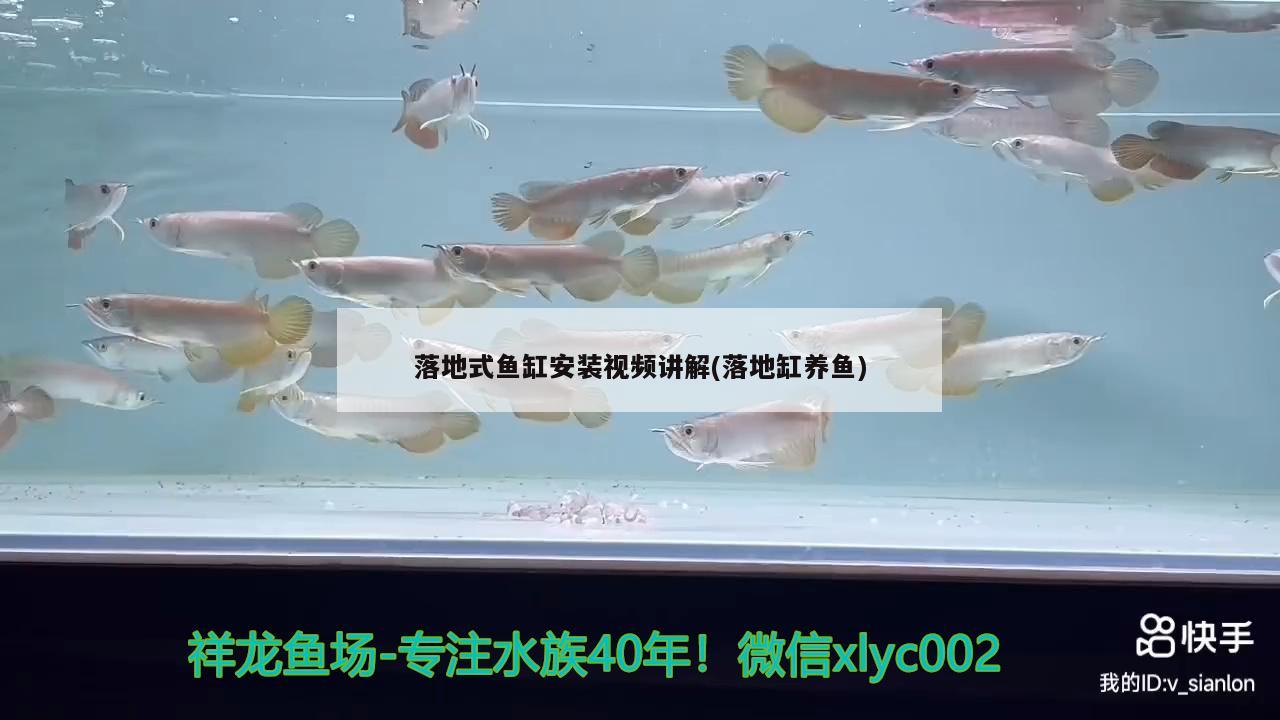落地式鱼缸安装视频讲解(落地缸养鱼) 元宝凤凰鱼专用鱼粮