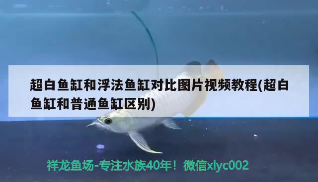 超白鱼缸和浮法鱼缸对比图片视频教程(超白鱼缸和普通鱼缸区别)
