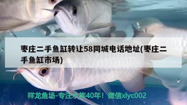 枣庄二手鱼缸转让58同城电话地址(枣庄二手鱼缸市场) 稀有金龙鱼