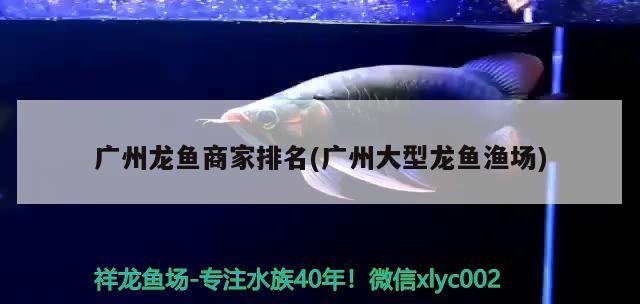 广州龙鱼商家排名(广州大型龙鱼渔场) 第27届cips长城杯宠物水族博览会cips2023 第2张