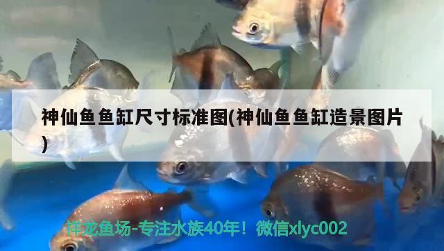 神仙鱼鱼缸尺寸标准图(神仙鱼鱼缸造景图片) 黑白双星鱼