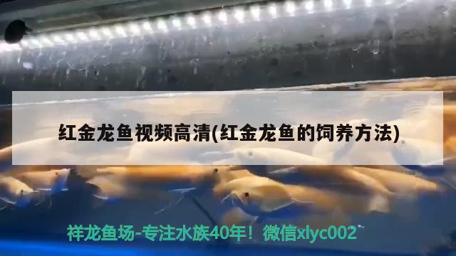 红金龙鱼视频高清(红金龙鱼的饲养方法) 第27届cips长城杯宠物水族博览会cips2023