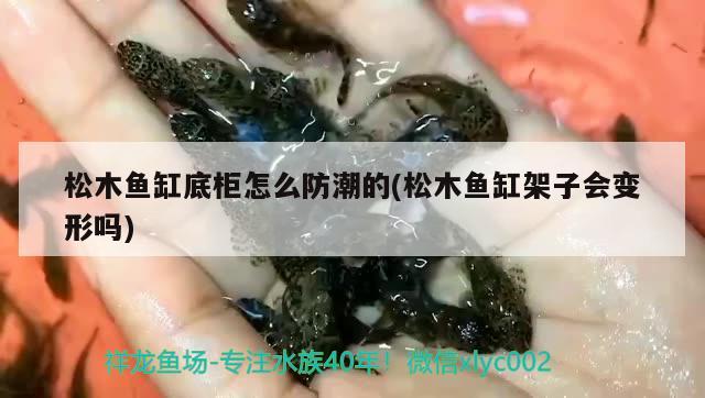 松木鱼缸底柜怎么防潮的(松木鱼缸架子会变形吗) 广州祥龙国际水族贸易