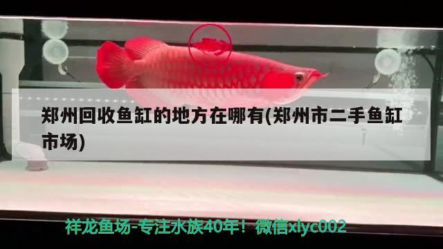郑州回收鱼缸的地方在哪有(郑州市二手鱼缸市场) 热带鱼鱼苗批发