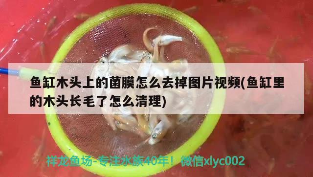 鱼缸木头上的菌膜怎么去掉图片视频(鱼缸里的木头长毛了怎么清理)
