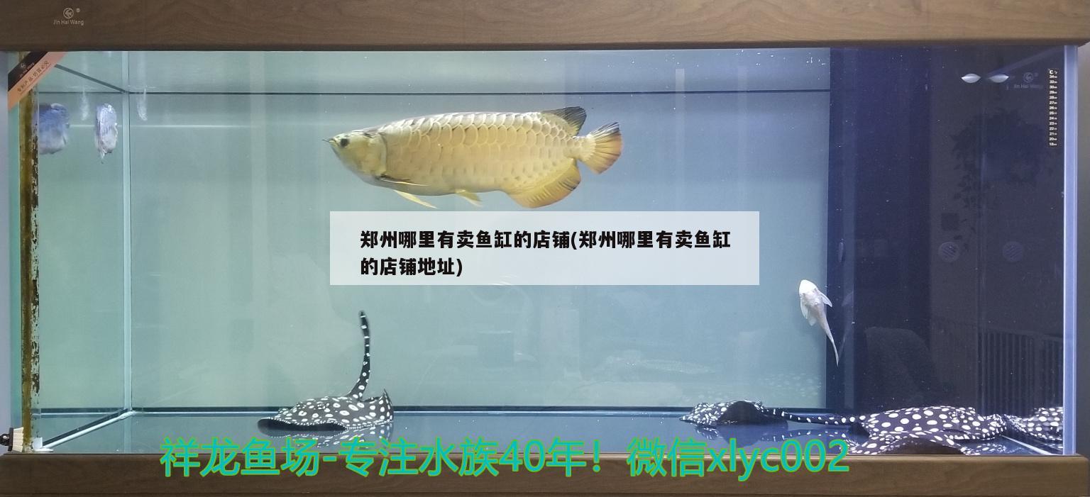 郑州哪里有卖鱼缸的店铺(郑州哪里有卖鱼缸的店铺地址)