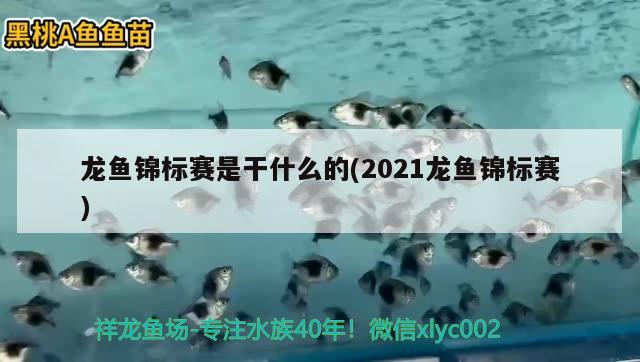 龙鱼锦标赛是干什么的(2021龙鱼锦标赛) 第27届cips长城杯宠物水族博览会cips2023