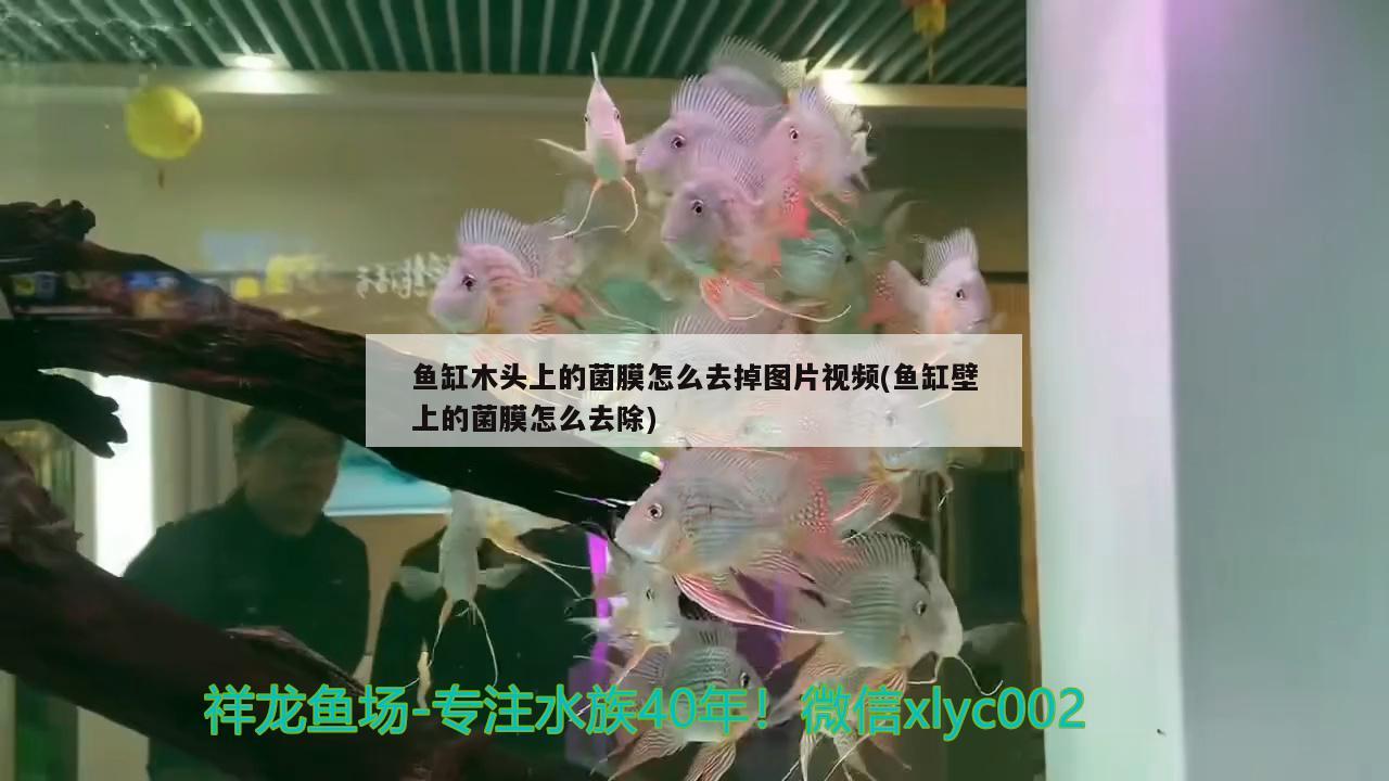 鱼缸木头上的菌膜怎么去掉图片视频(鱼缸壁上的菌膜怎么去除) 广州观赏鱼鱼苗批发市场