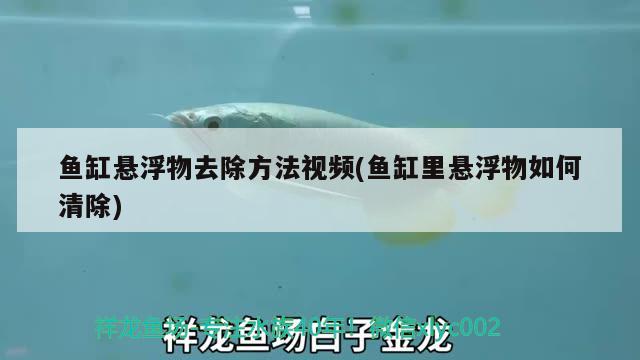 鱼缸悬浮物去除方法视频(鱼缸里悬浮物如何清除)