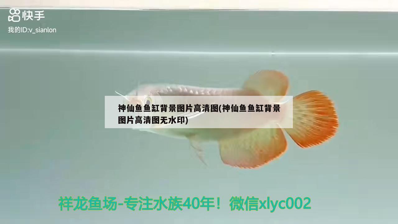 神仙鱼鱼缸背景图片高清图(神仙鱼鱼缸背景图片高清图无水印)
