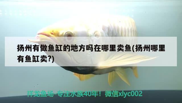 扬州有做鱼缸的地方吗在哪里卖鱼(扬州哪里有鱼缸卖?)