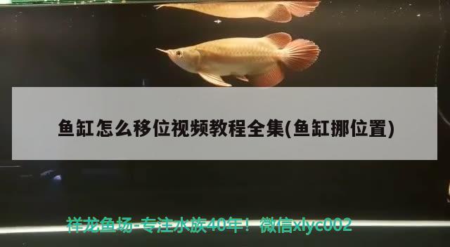 鱼缸怎么移位视频教程全集(鱼缸挪位置)
