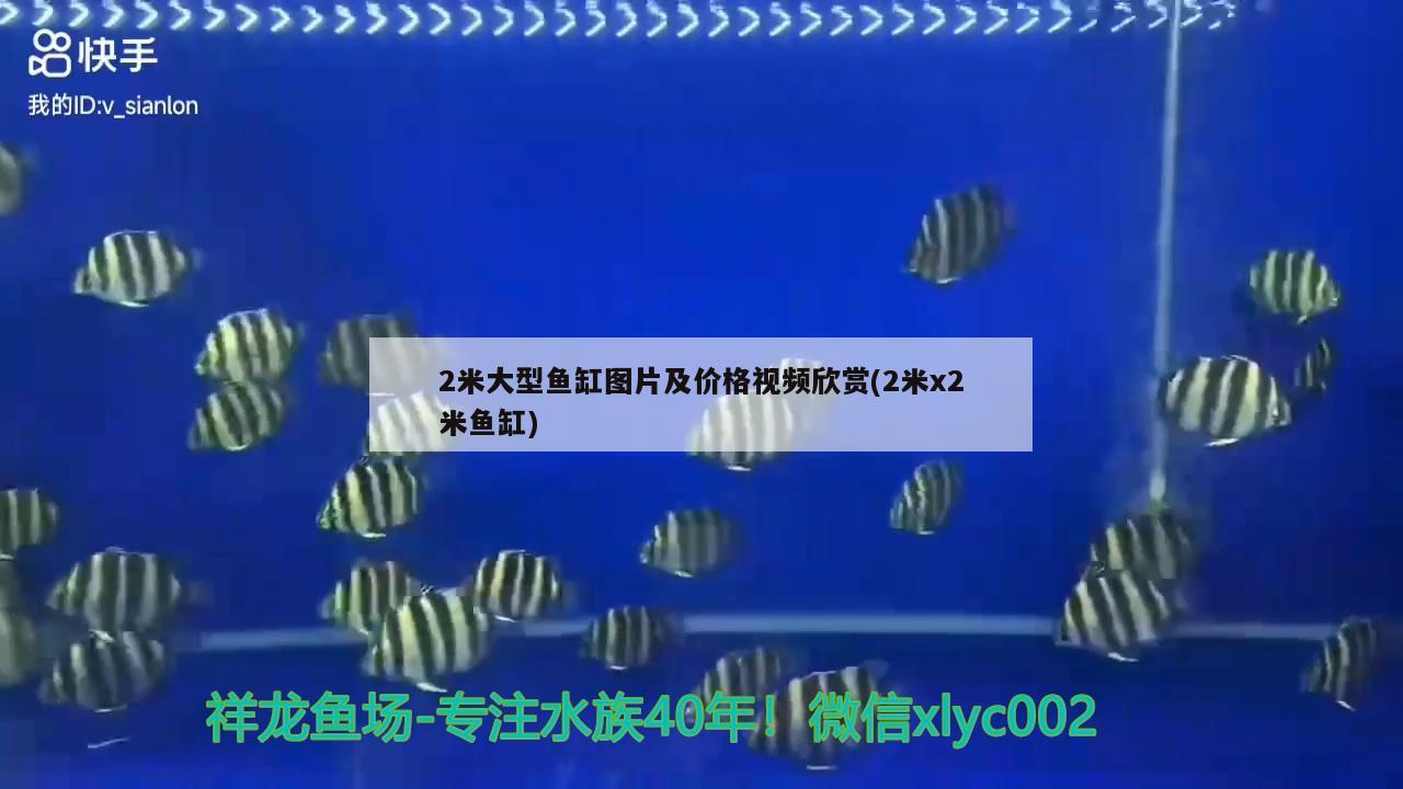2米大型鱼缸图片及价格视频欣赏(2米x2米鱼缸)
