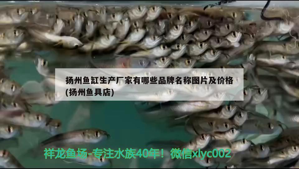 扬州鱼缸生产厂家有哪些品牌名称图片及价格(扬州鱼具店)