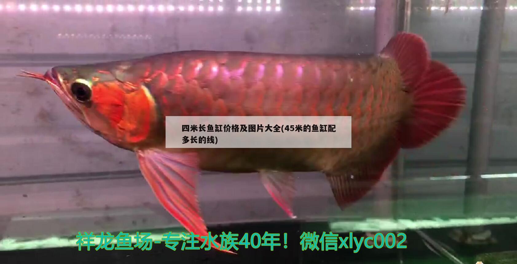 四米长鱼缸价格及图片大全(45米的鱼缸配多长的线) 斑马鸭嘴鱼苗