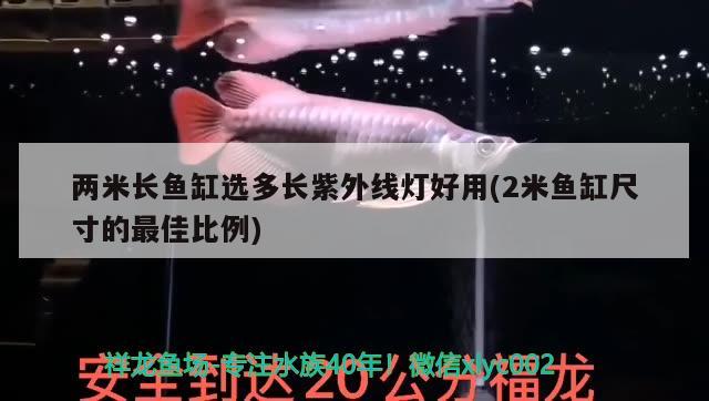 两米长鱼缸选多长紫外线灯好用(2米鱼缸尺寸的最佳比例) 广州水族批发市场