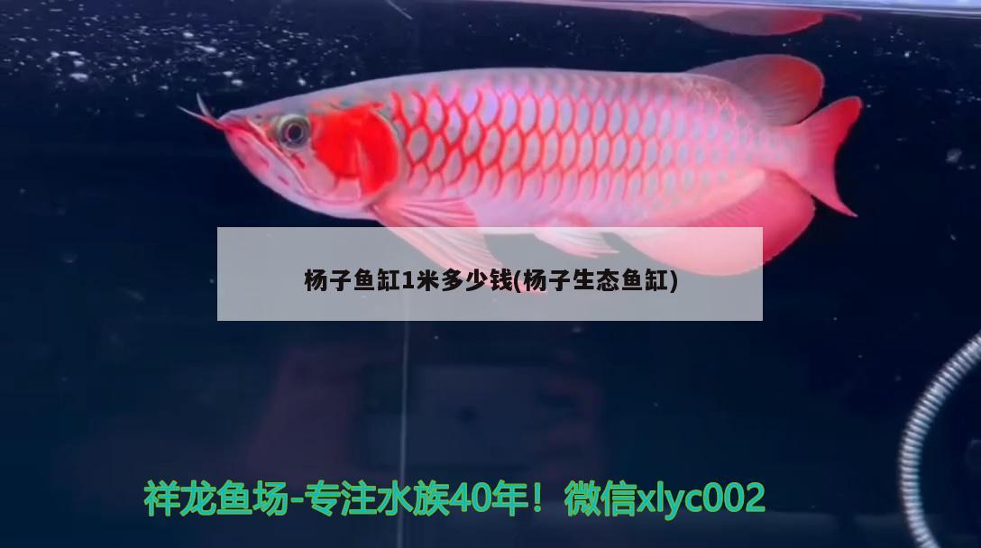 杨子鱼缸1米多少钱(杨子生态鱼缸)