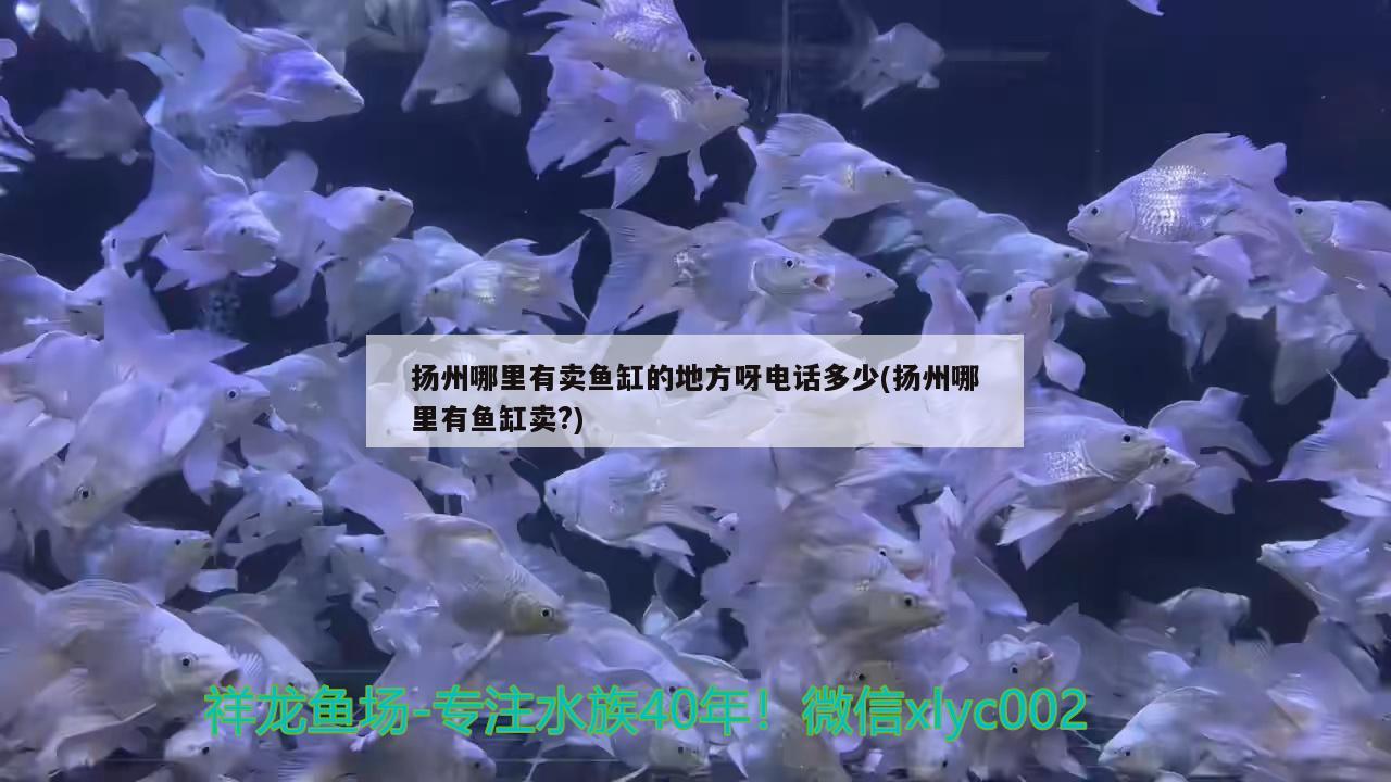 扬州哪里有卖鱼缸的地方呀电话多少(扬州哪里有鱼缸卖?) 申古银版鱼