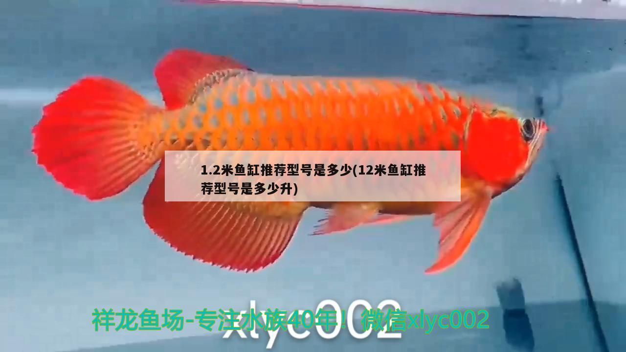 1.2米鱼缸推荐型号是多少(12米鱼缸推荐型号是多少升) 三色锦鲤鱼 第3张