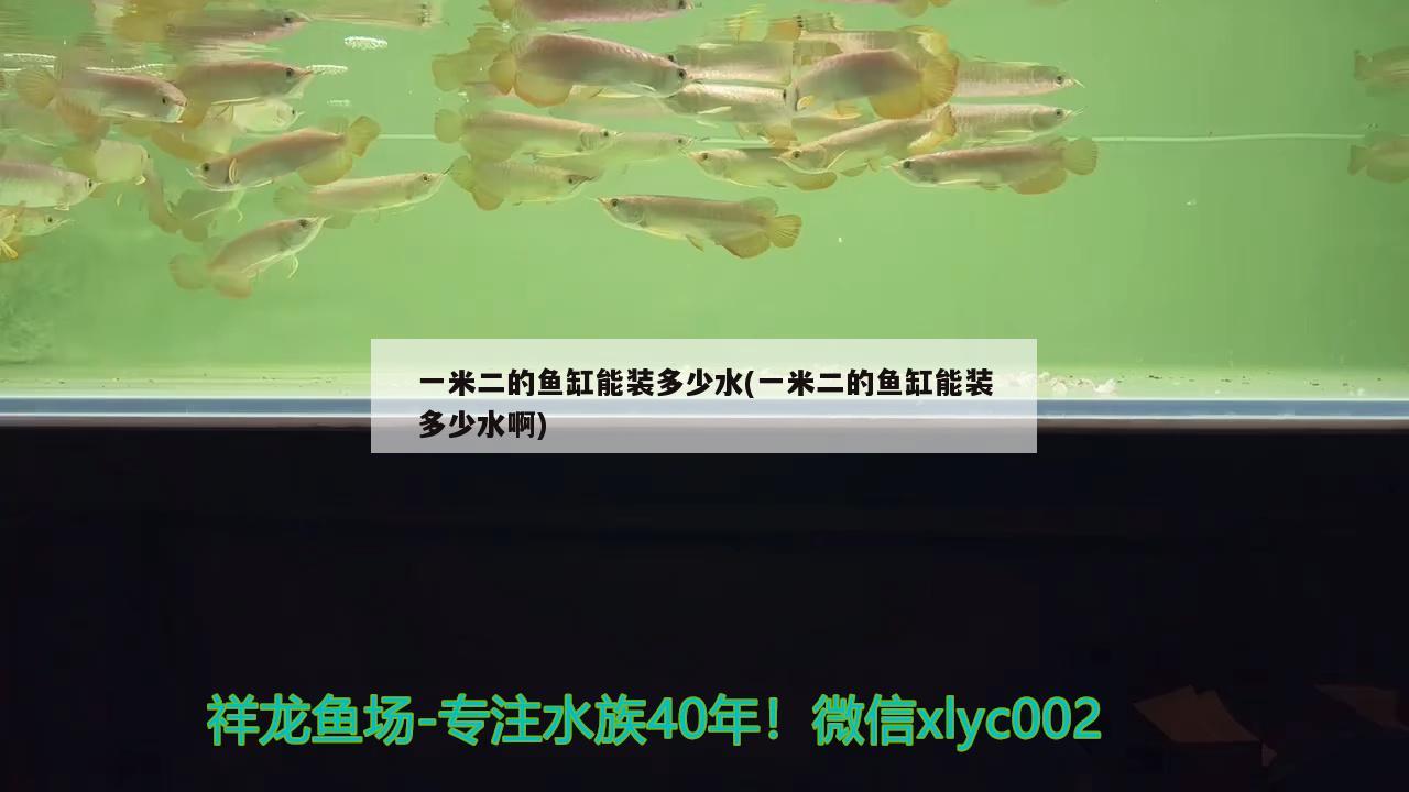 一米二的鱼缸能装多少水(一米二的鱼缸能装多少水啊) 绿皮辣椒小红龙