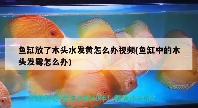 鱼缸放了木头水发黄怎么办视频(鱼缸中的木头发霉怎么办) 银龙鱼苗