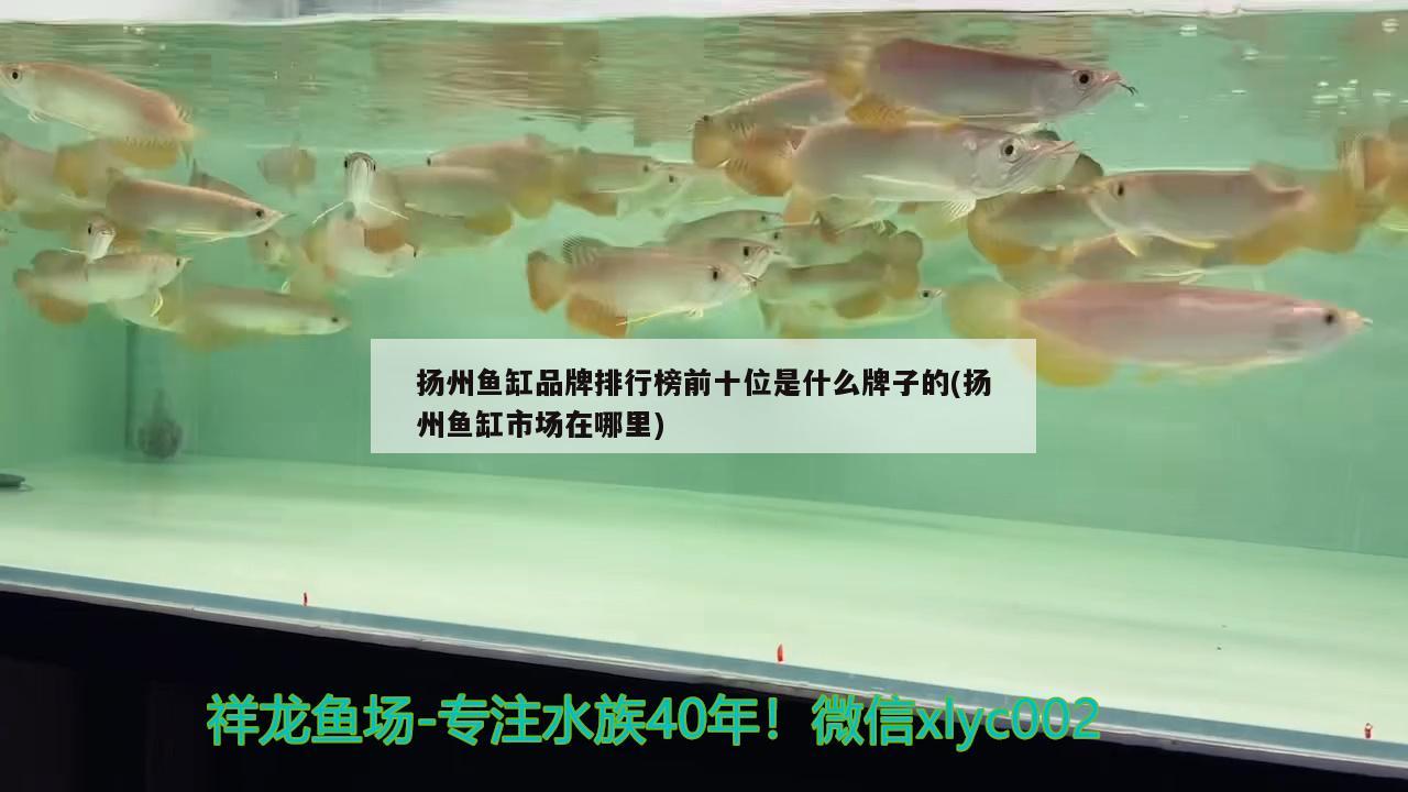 扬州鱼缸品牌排行榜前十位是什么牌子的(扬州鱼缸市场在哪里) 虎斑恐龙鱼