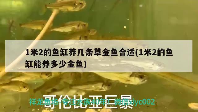 1米2的鱼缸养几条草金鱼合适(1米2的鱼缸能养多少金鱼)