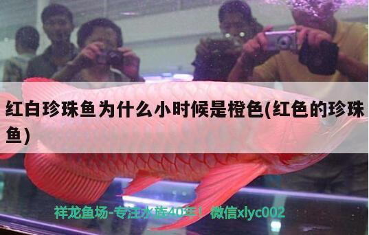 红白珍珠鱼为什么小时候是橙色(红色的珍珠鱼) 观赏鱼