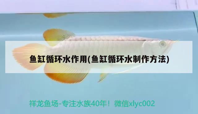 鱼缸循环水作用(鱼缸循环水制作方法) 金头过背金龙鱼