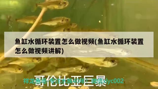鱼缸水循环装置怎么做视频(鱼缸水循环装置怎么做视频讲解)