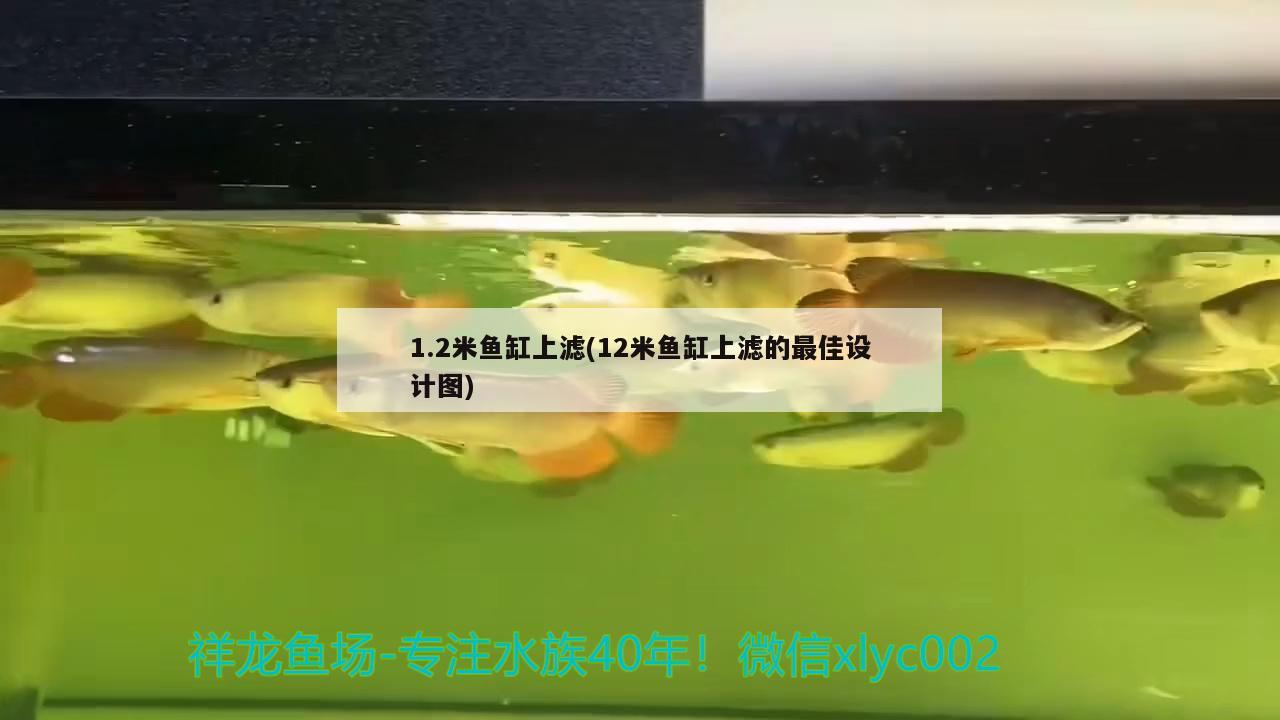 1.2米鱼缸上滤(12米鱼缸上滤的最佳设计图) 撒旦鸭嘴鱼