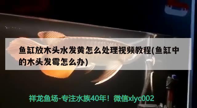 鱼缸放木头水发黄怎么处理视频教程(鱼缸中的木头发霉怎么办) 广州水族批发市场