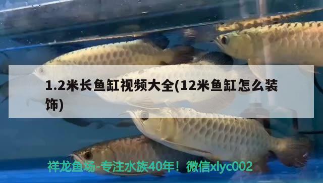 1.2米长鱼缸视频大全(12米鱼缸怎么装饰) 胭脂孔雀龙鱼