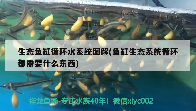 生态鱼缸循环水系统图解(鱼缸生态系统循环都需要什么东西) 广州祥龙国际水族贸易