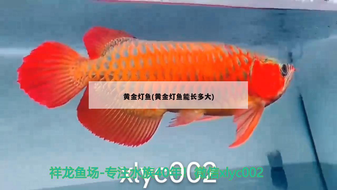 黄金灯鱼(黄金灯鱼能长多大) 观赏鱼