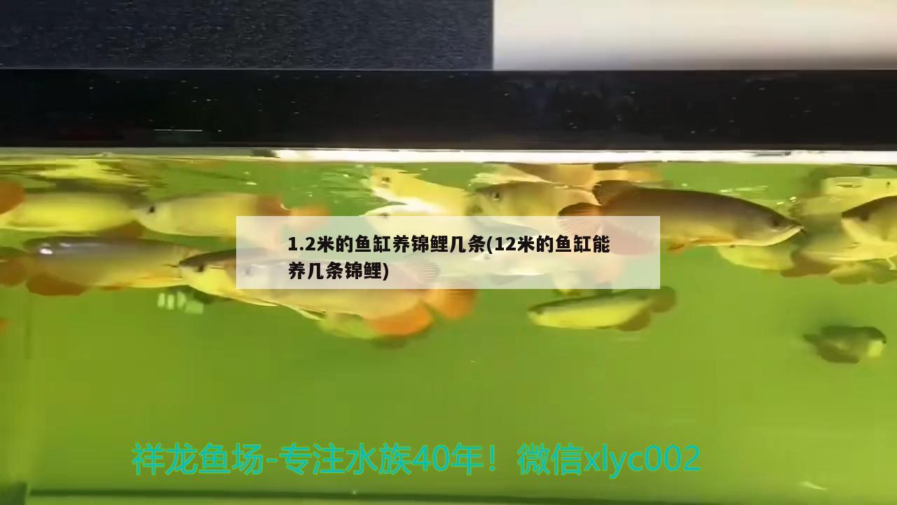 1.2米的鱼缸养锦鲤几条(12米的鱼缸能养几条锦鲤)