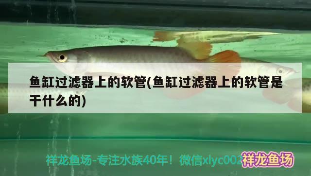 鱼缸过滤器上的软管(鱼缸过滤器上的软管是干什么的) 祥龙金禾金龙鱼
