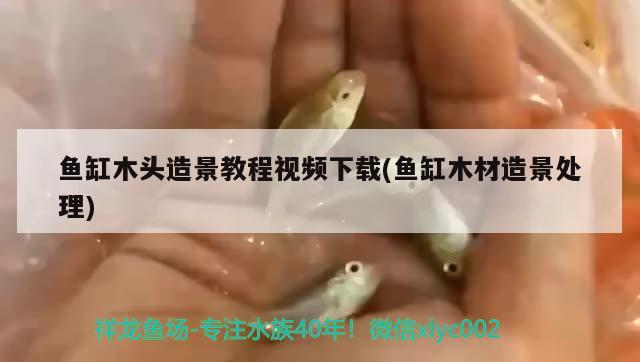 鱼缸木头造景教程视频下载(鱼缸木材造景处理) 广州水族器材滤材批发市场 第1张