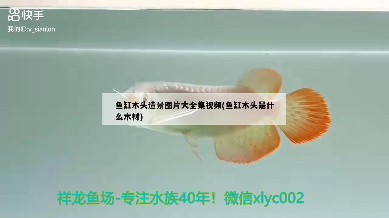 鱼缸木头造景图片大全集视频(鱼缸木头是什么木材) 祥龙金禾金龙鱼