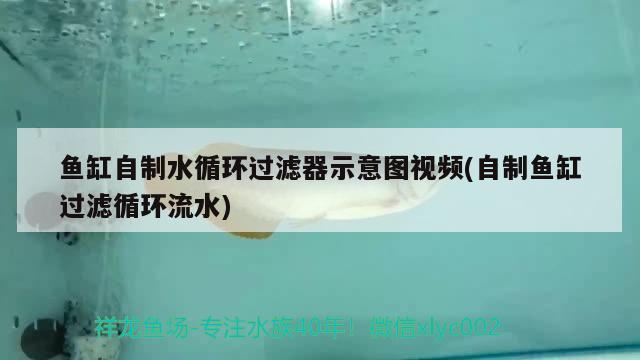 鱼缸自制水循环过滤器示意图视频(自制鱼缸过滤循环流水) 鱼缸