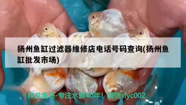 扬州鱼缸过滤器维修店电话号码查询(扬州鱼缸批发市场)