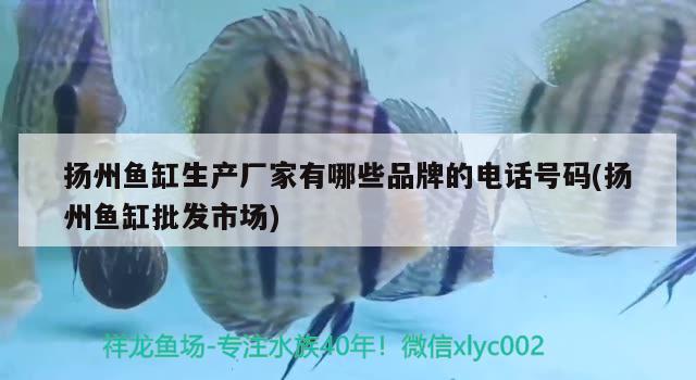 扬州鱼缸生产厂家有哪些品牌的电话号码(扬州鱼缸批发市场)