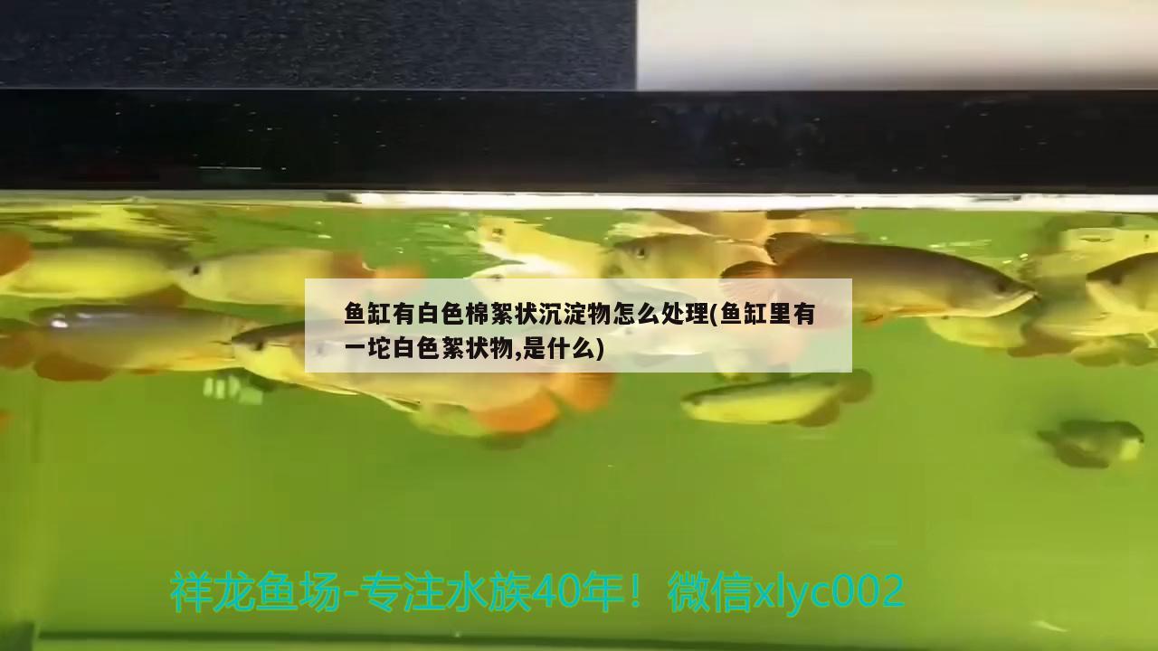 鱼缸有白色棉絮状沉淀物怎么处理(鱼缸里有一坨白色絮状物,是什么)