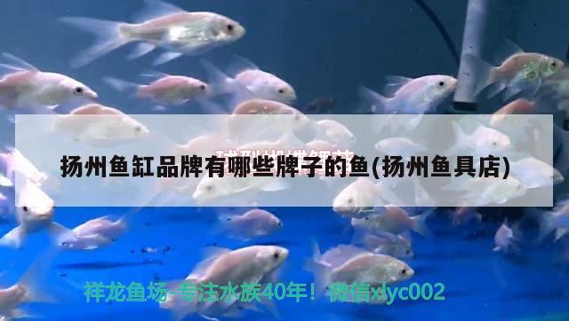 扬州鱼缸品牌有哪些牌子的鱼(扬州鱼具店)